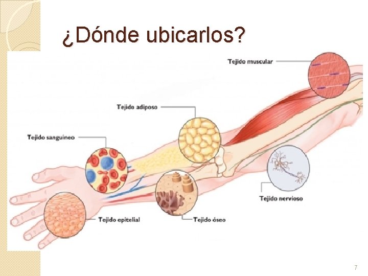 ¿Dónde ubicarlos? 7 