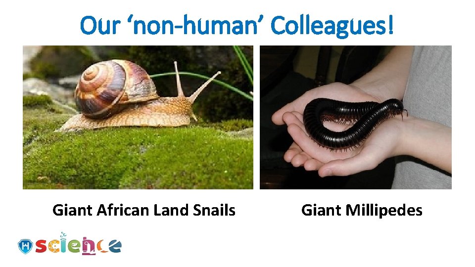 Our ‘non-human’ Colleagues! Giant African Land Snails Giant Millipedes 