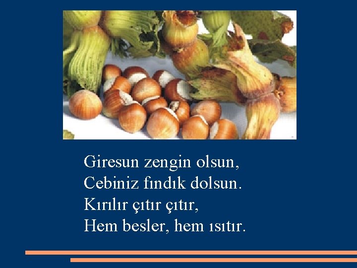 Giresun zengin olsun, Cebiniz fındık dolsun. Kırılır çıtır, Hem besler, hem ısıtır. 