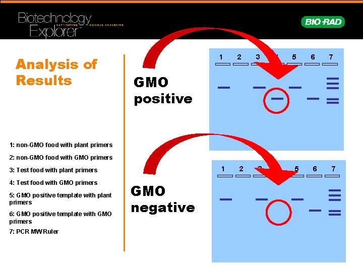 Analysis of Results 1 2 3 4 5 6 7 GMO positive 1: non-GMO