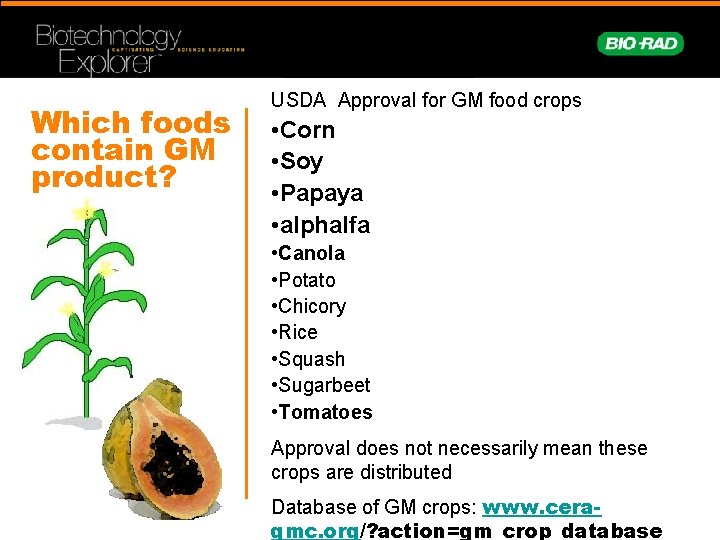 Which foods contain GM product? USDA Approval for GM food crops • Corn •