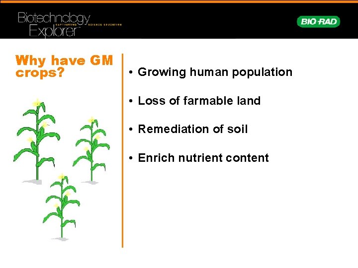 Why have GM crops? • Growing human population • Loss of farmable land •