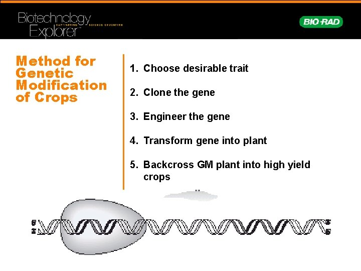 Method for Genetic Modification of Crops 1. Choose desirable trait 2. Clone the gene