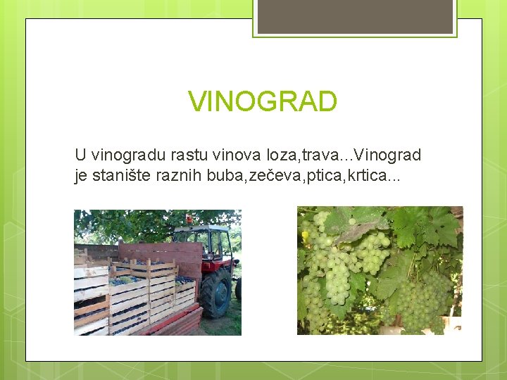 VINOGRAD U vinogradu rastu vinova loza, trava. . . Vinograd je stanište raznih buba,