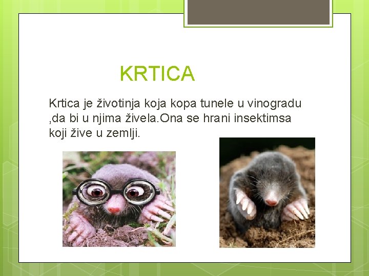 KRTICA Krtica je životinja kopa tunele u vinogradu , da bi u njima živela.