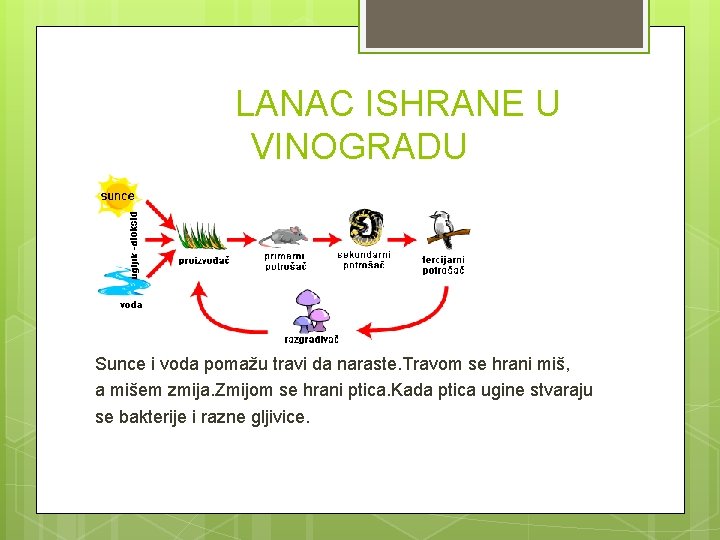 LANAC ISHRANE U VINOGRADU vodapomađ Sunce i voda pomažu travi da naraste. Travom se