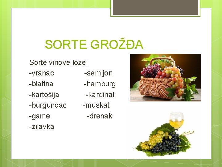 SORTE GROŽĐA Sorte vinove loze: -vranac -semijon -blatina -hamburg -kartošija -kardinal -burgundac -muskat -game