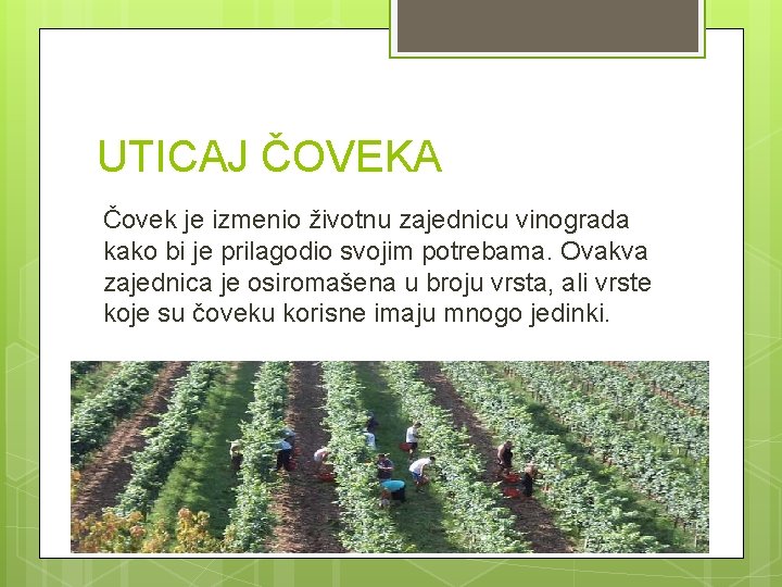 UTICAJ ČOVEKA Čovek je izmenio životnu zajednicu vinograda kako bi je prilagodio svojim potrebama.