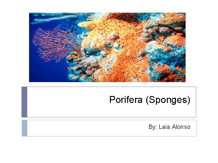 Porifera (Sponges) By: Laia Alonso 