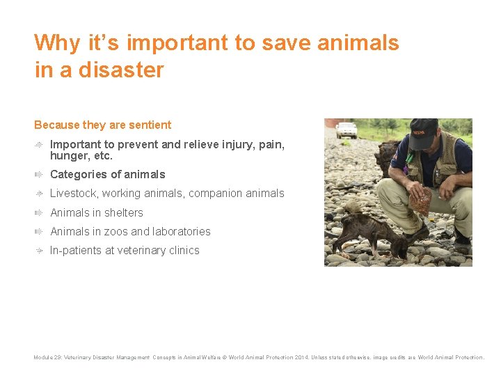 Why it’s important to save animals in a disaster Because they are sentient Important Why it’s important to save animals in a disaster Because they are sentient Important