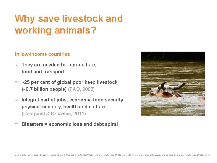 Why save livestock and working animals? In low-income countries They are needed for agriculture, Why save livestock and working animals? In low-income countries They are needed for agriculture,