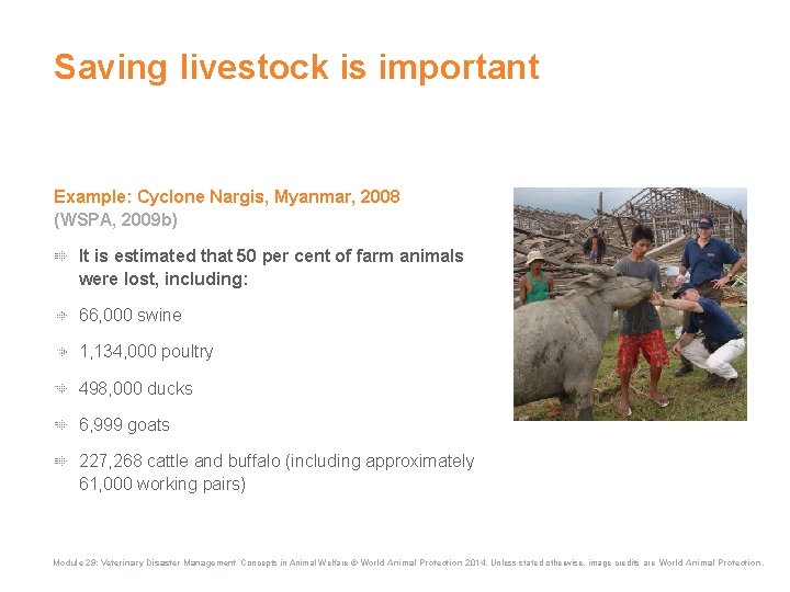 Saving livestock is important Example: Cyclone Nargis, Myanmar, 2008 (WSPA, 2009 b) It is Saving livestock is important Example: Cyclone Nargis, Myanmar, 2008 (WSPA, 2009 b) It is