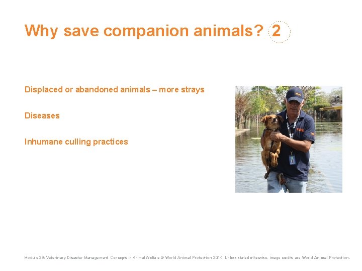 Why save companion animals? 2 Displaced or abandoned animals – more strays Diseases Inhumane Why save companion animals? 2 Displaced or abandoned animals – more strays Diseases Inhumane