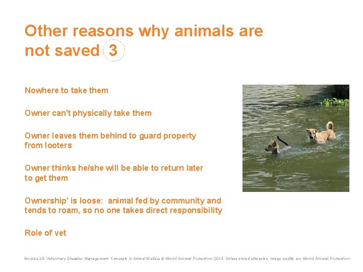 Other reasons why animals are not saved 3 Nowhere to take them Owner can't Other reasons why animals are not saved 3 Nowhere to take them Owner can't