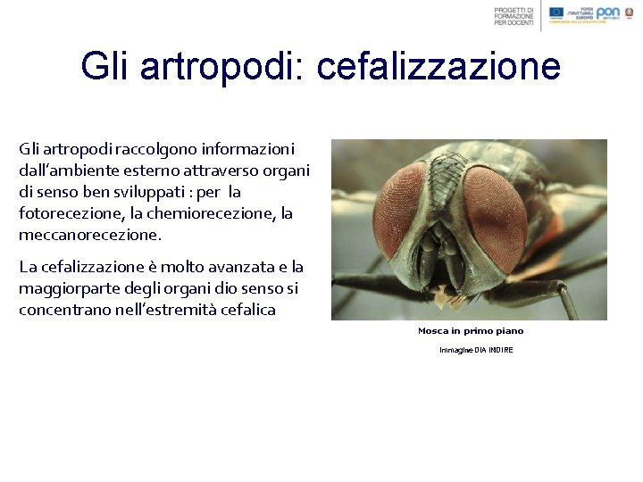 Gli artropodi: cefalizzazione Gli artropodi raccolgono informazioni dall’ambiente esterno attraverso organi di senso ben