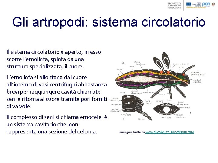Gli artropodi: sistema circolatorio Il sistema circolatorio è aperto, in esso scorre l’emolinfa, spinta
