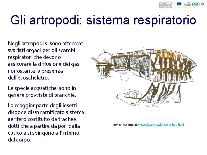 Gli artropodi: sistema respiratorio Negli artropodi si sono affermati svariati organi per gli scambi