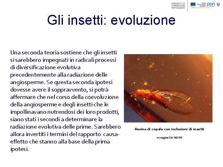 Gli insetti: evoluzione Una seconda teoria sostiene che gli insetti si sarebbero impegnati in