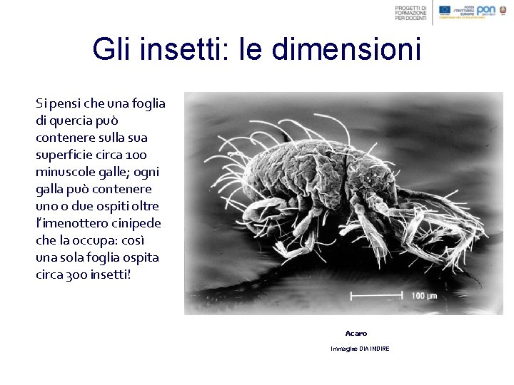 Gli insetti: le dimensioni Si pensi che una foglia di quercia può contenere sulla