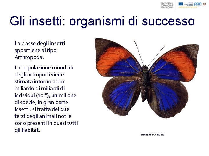 Gli insetti: organismi di successo La classe degli insetti appartiene al tipo Arthropoda. La