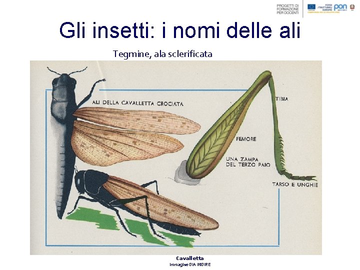 Gli insetti: i nomi delle ali Tegmine, ala sclerificata Cavalletta Immagine DIA INDIRE 