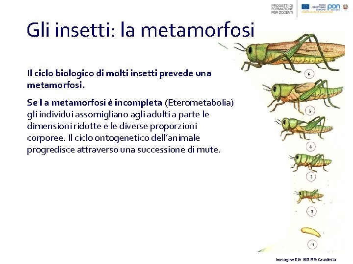 Gli insetti: la metamorfosi Il ciclo biologico di molti insetti prevede una metamorfosi. Se