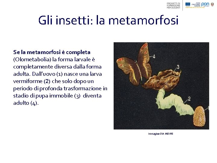 Gli insetti: la metamorfosi Se la metamorfosi è completa (Olometabolia) la forma larvale è