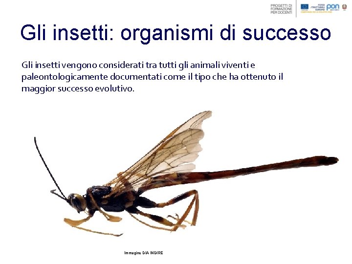 Gli insetti: organismi di successo Gli insetti vengono considerati tra tutti gli animali viventi