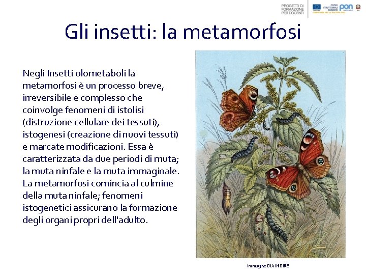 Gli insetti: la metamorfosi Negli Insetti olometaboli la metamorfosi è un processo breve, irreversibile