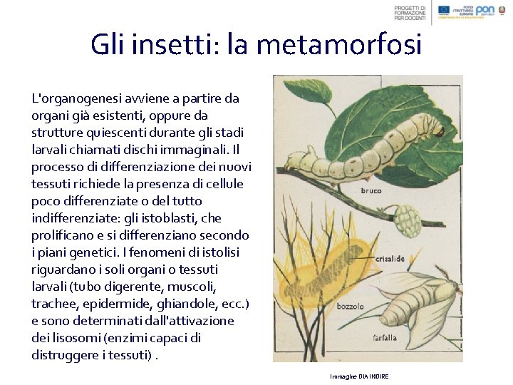 Gli insetti: la metamorfosi L'organogenesi avviene a partire da organi già esistenti, oppure da