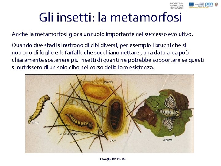 Gli insetti: la metamorfosi Anche la metamorfosi gioca un ruolo importante nel successo evolutivo.
