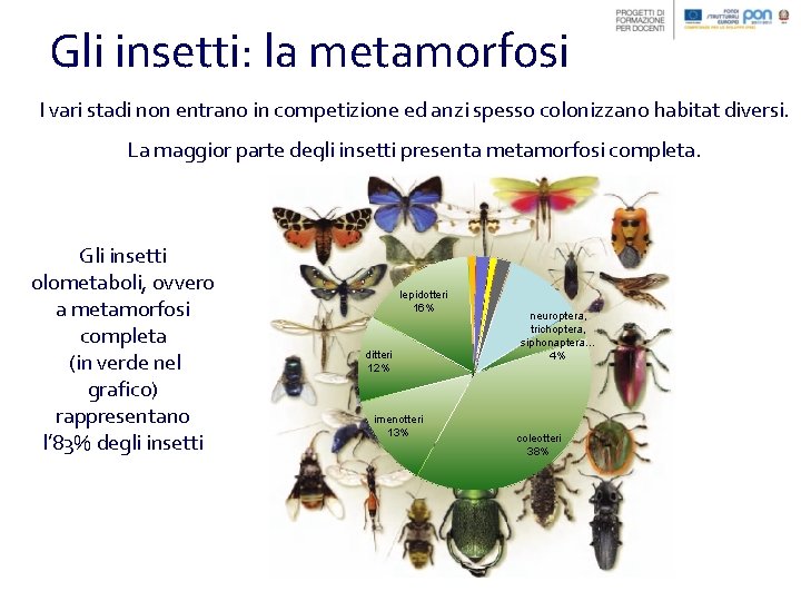 Gli insetti: la metamorfosi I vari stadi non entrano in competizione ed anzi spesso