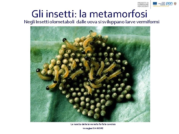 Gli insetti: la metamorfosi Negli Insetti olometaboli dalle uova si sviluppano larve vermiformi La