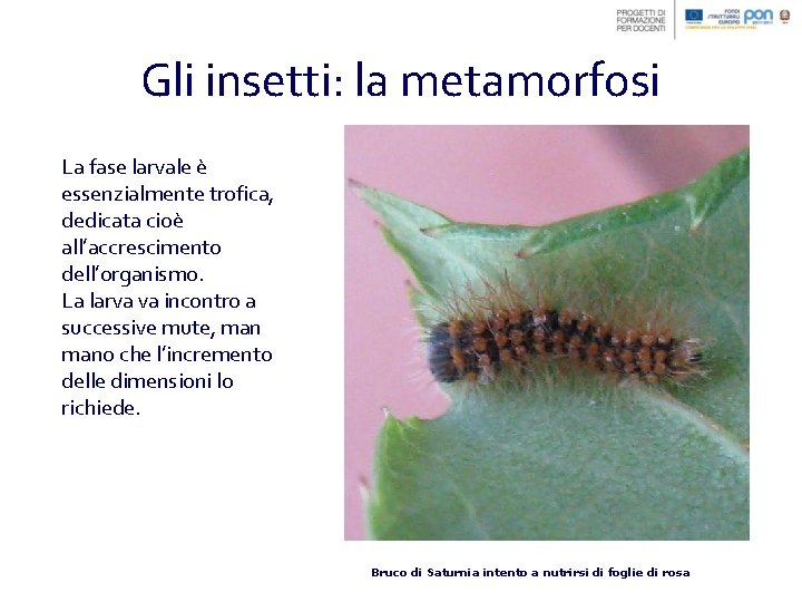 Gli insetti: la metamorfosi La fase larvale è essenzialmente trofica, dedicata cioè all’accrescimento dell’organismo.