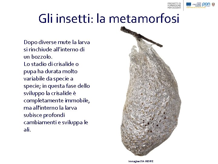 Gli insetti: la metamorfosi Dopo diverse mute la larva si rinchiude all’interno di un