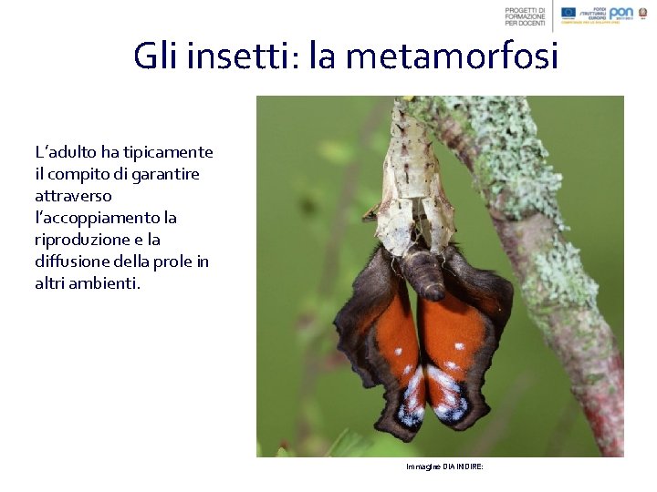 Gli insetti: la metamorfosi L’adulto ha tipicamente il compito di garantire attraverso l’accoppiamento la