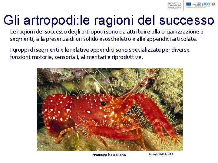 Gli artropodi: le ragioni del successo Le ragioni del successo degli artropodi sono da