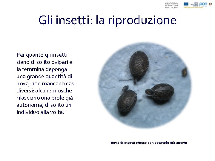 Gli insetti: la riproduzione Per quanto gli insetti siano di solito ovipari e la