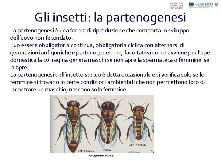Gli insetti: la partenogenesi La partenogenesi è una forma di riproduzione che comporta lo