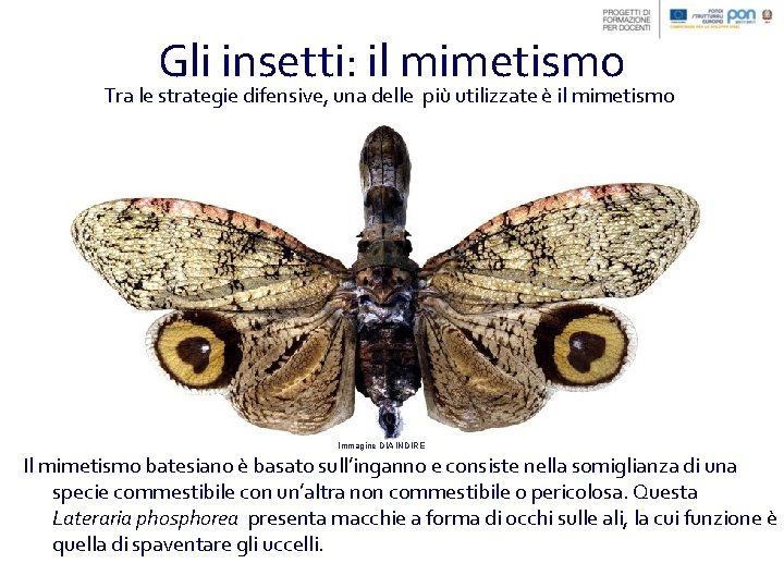 Gli insetti: il mimetismo Tra le strategie difensive, una delle più utilizzate è il