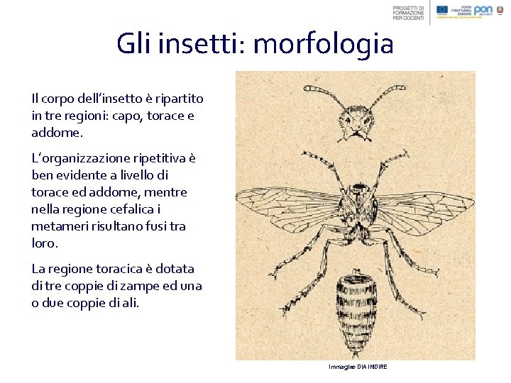 Gli insetti: morfologia Il corpo dell’insetto è ripartito in tre regioni: capo, torace e