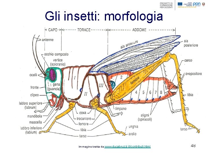 Gli insetti: morfologia Immagine tratta da www. ducabruzzi. it/contributi. html 48 