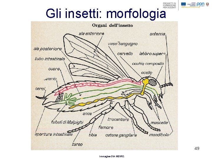 Gli insetti: morfologia 49 Immagine DIA INDIRE: 