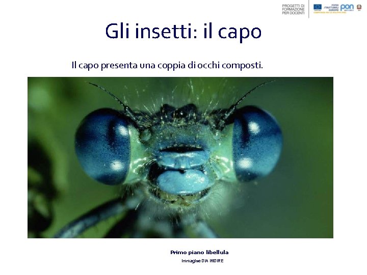 Gli insetti: il capo Il capo presenta una coppia di occhi composti. Primo piano