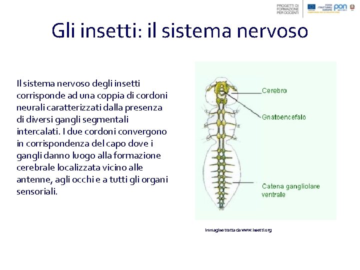 Gli insetti: il sistema nervoso Il sistema nervoso degli insetti corrisponde ad una coppia