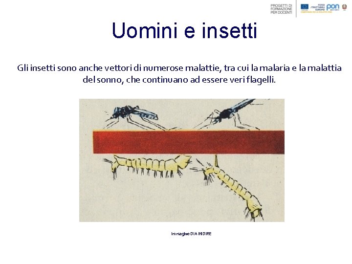 Uomini e insetti Gli insetti sono anche vettori di numerose malattie, tra cui la