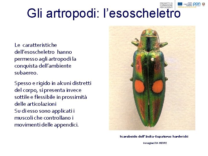 Gli artropodi: l’esoscheletro Le caratteristiche dell’esoscheletro hanno permesso agli artropodi la conquista dell’ambiente subaereo.