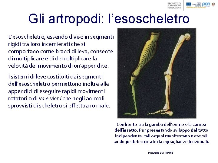 Gli artropodi: l’esoscheletro L'esoscheletro, essendo diviso in segmenti rigidi tra loro incernierati che si