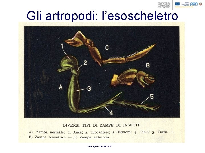 Gli artropodi: l’esoscheletro Immagine DIA INDIRE 