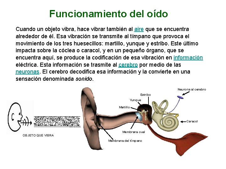 Funcionamiento del oído Cuando un objeto vibra, hace vibrar también al aire que se